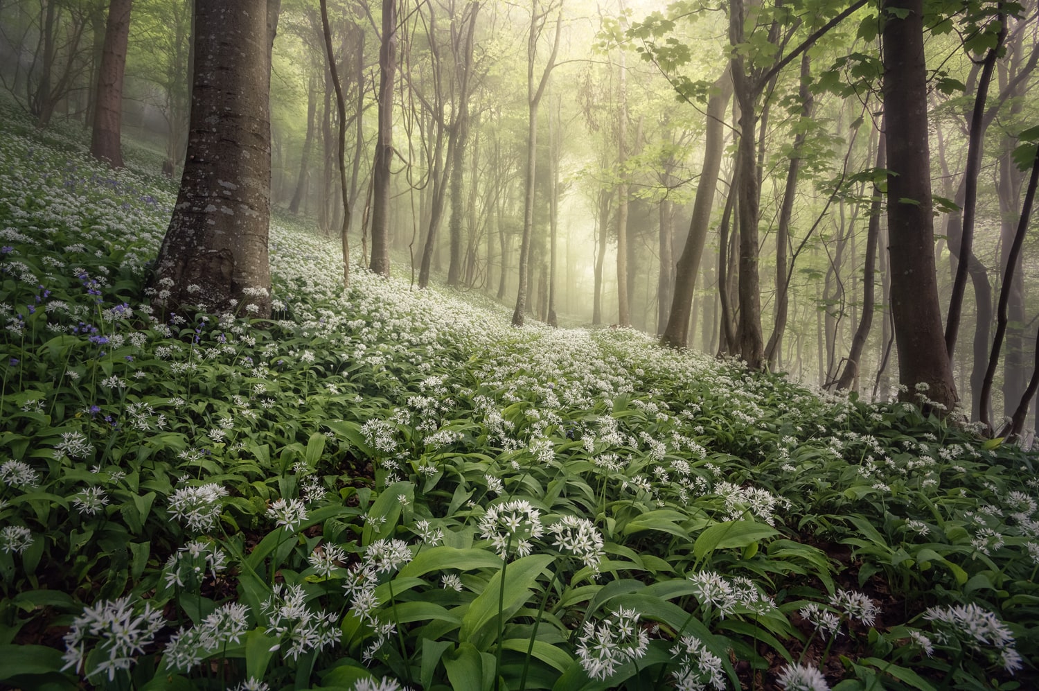 Woolland Woods Web optimised