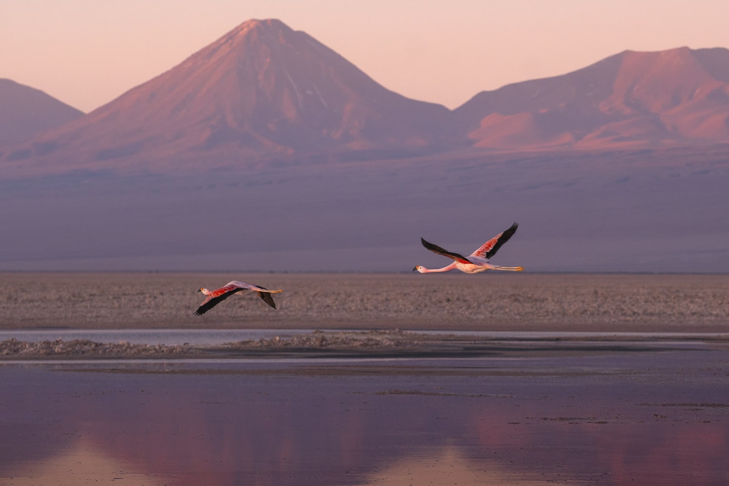 Atacama Flamingos