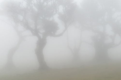 Madeira Misty Forset