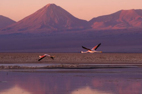 Flamingos Atacama Desert Laguna Chaxa