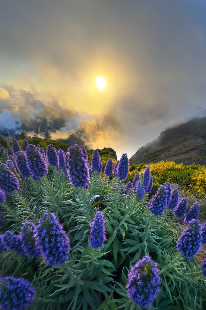 Madeira Photo Tour and Workshop