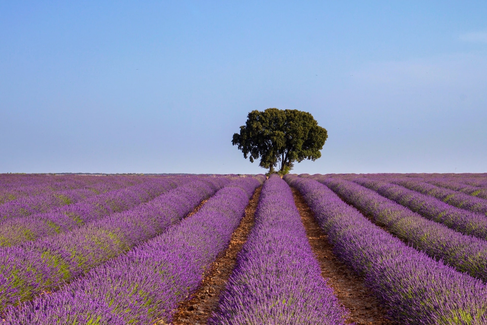 Central Spain Castles & Lavender 5 2
