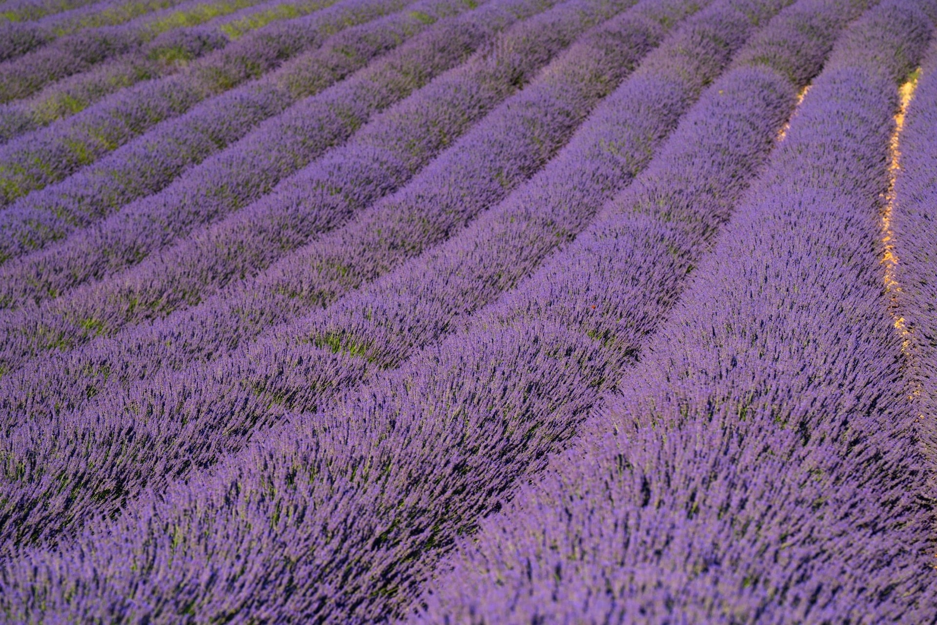 Central Spain Castles & Lavender 6 2