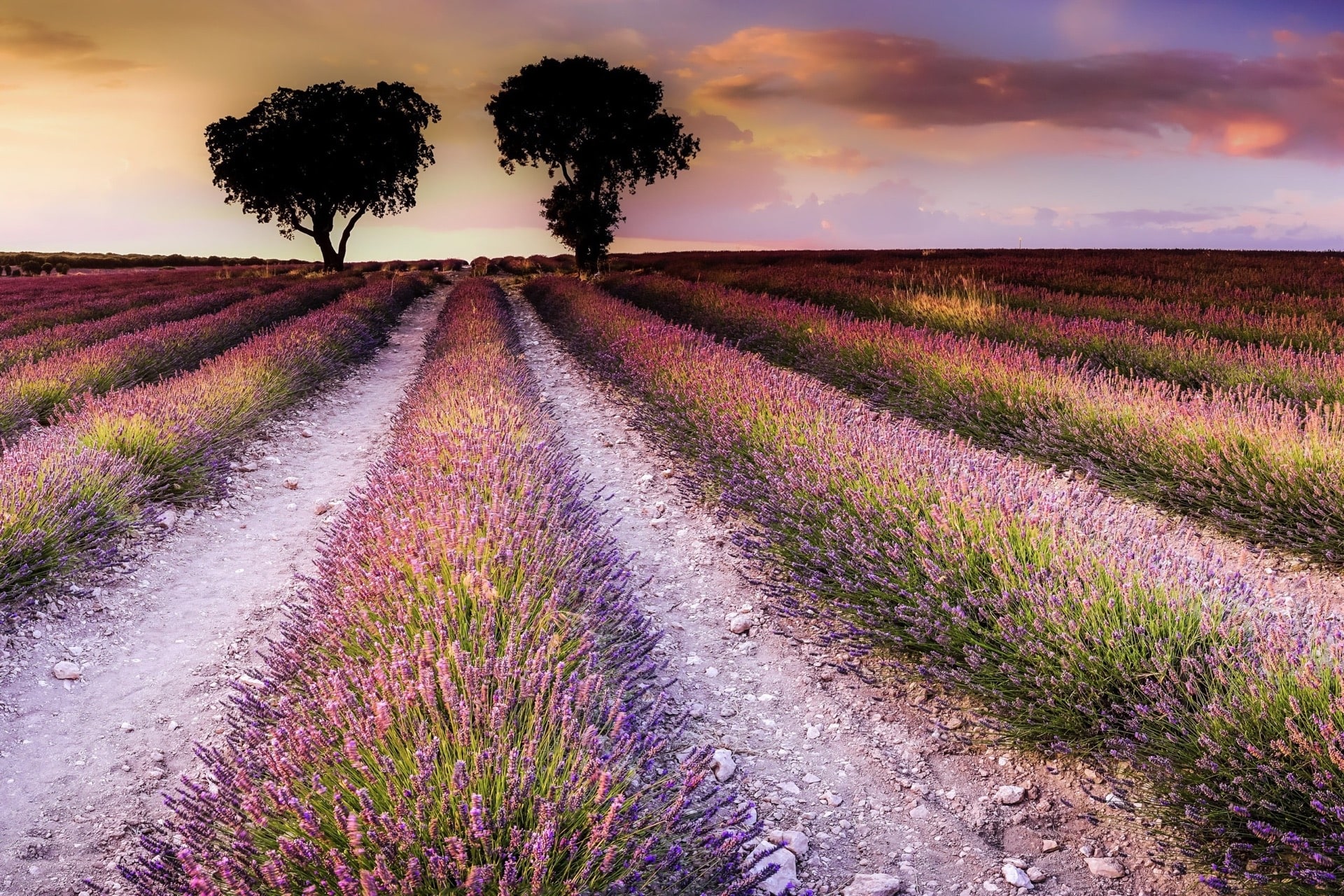 Central Spain Castles & Lavender 8 2