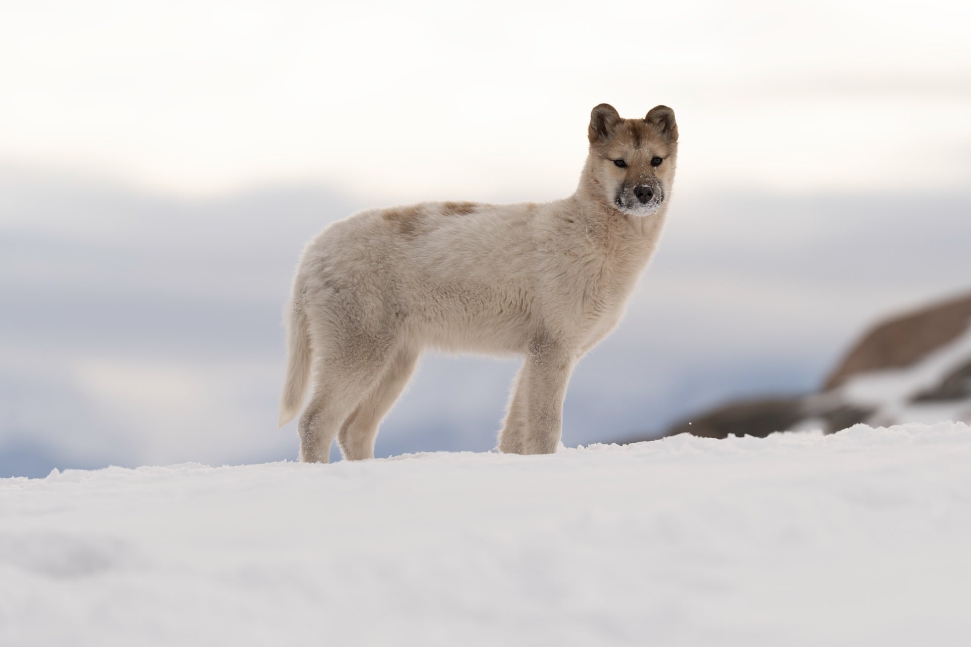 Greenland Sled Dog Pup