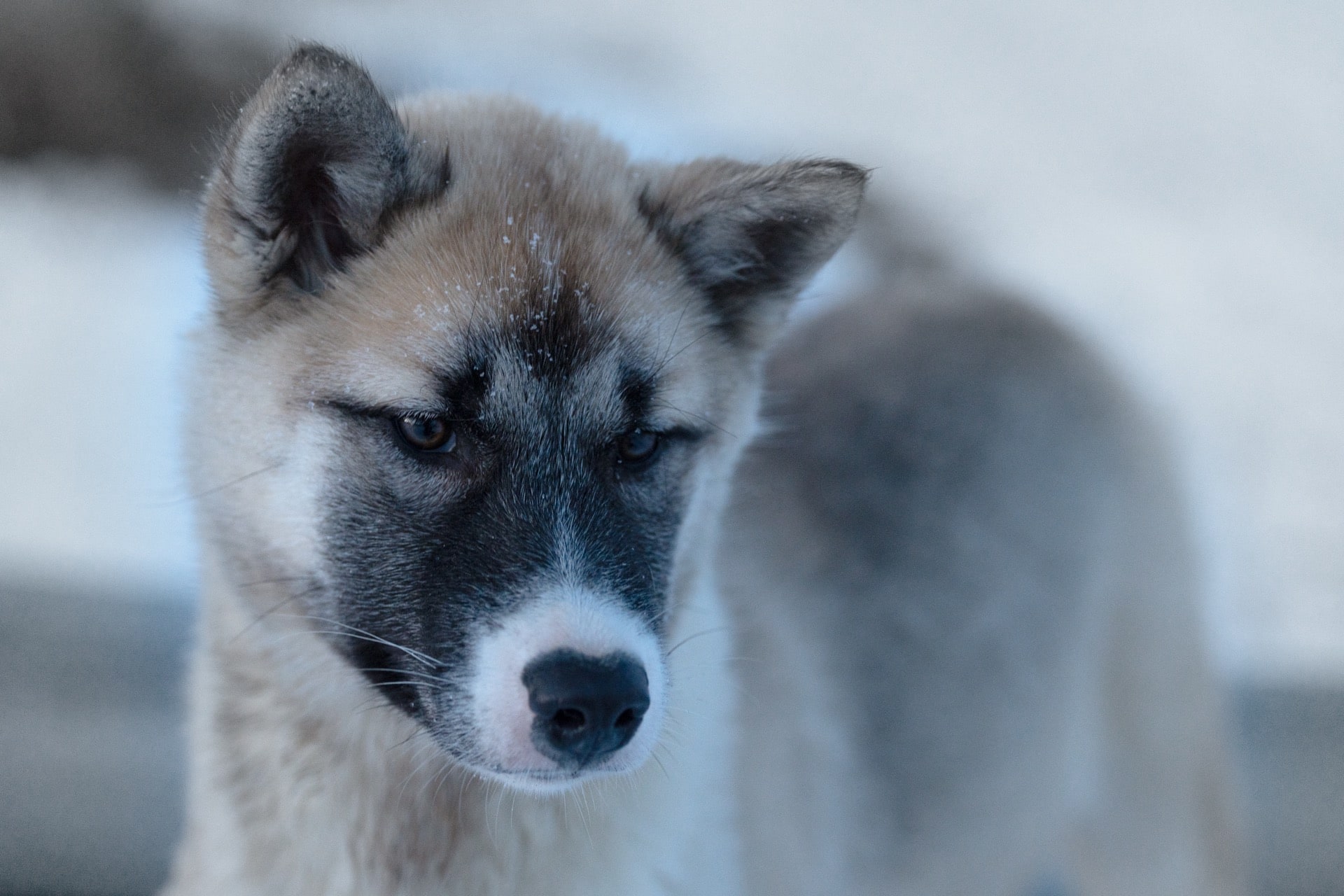 Greenland Sled Dog