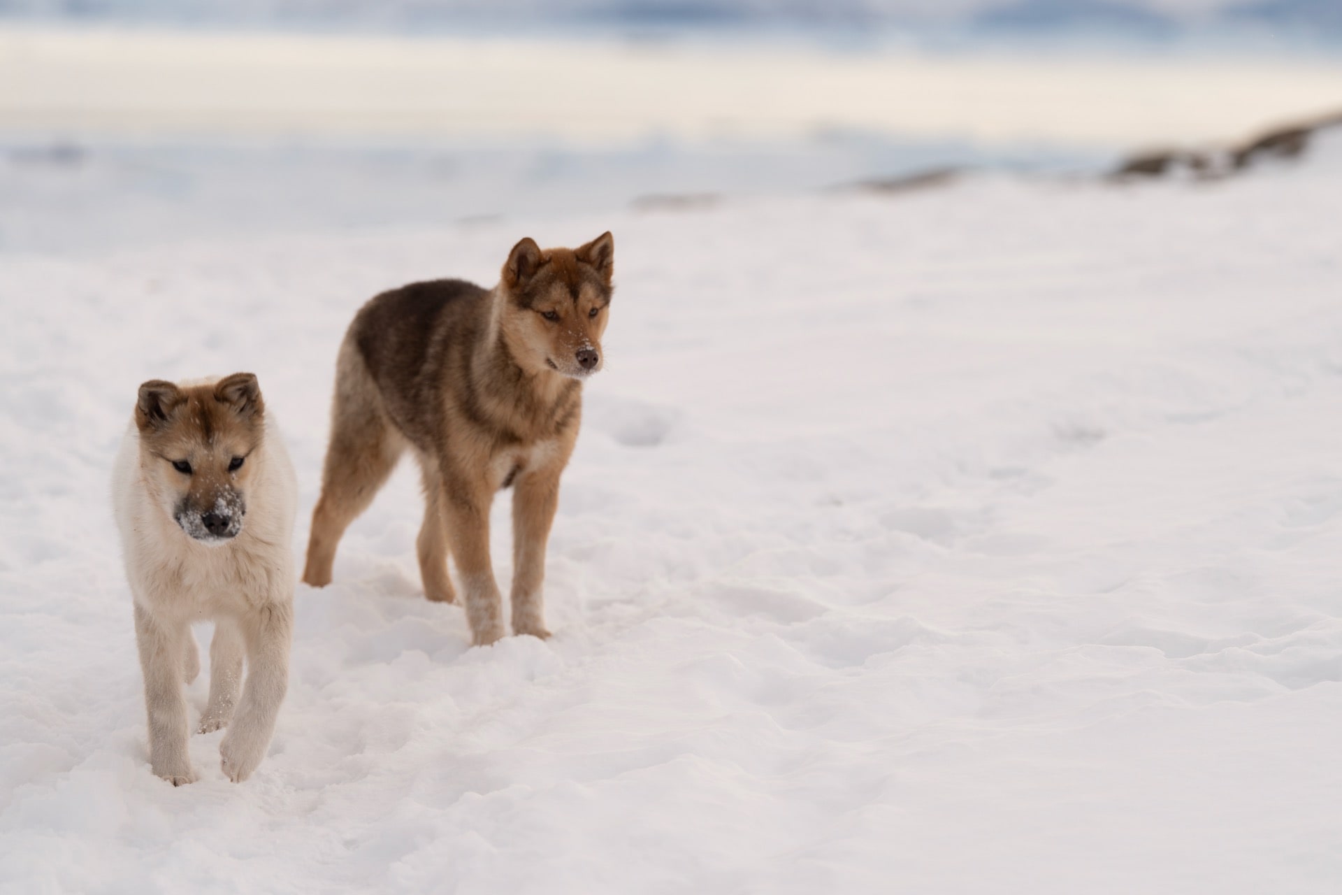 Sled Dogs